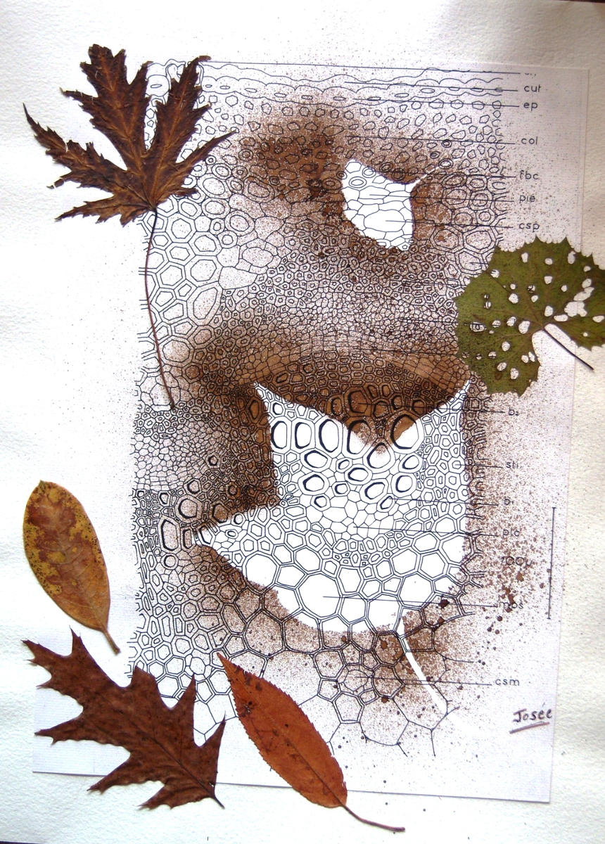 Art et botanique, techniques mixtes